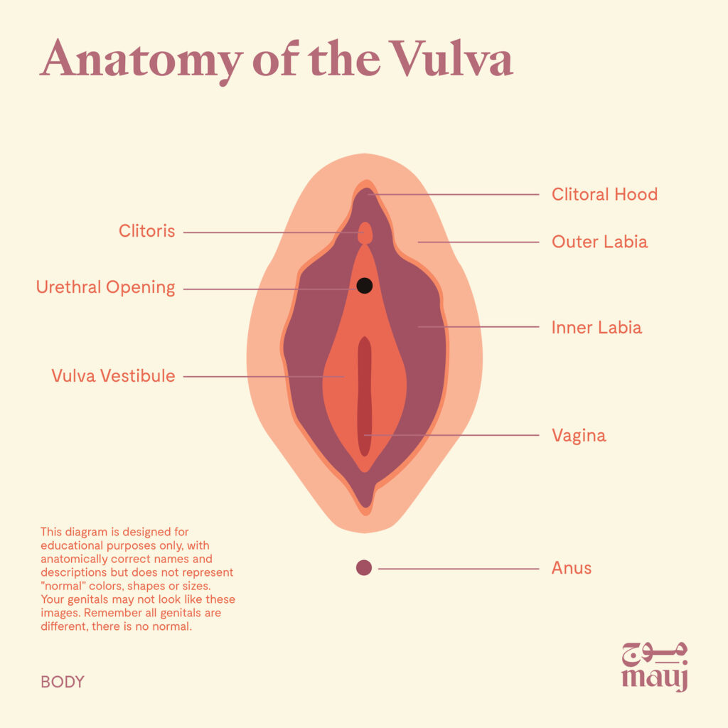 illustration titled "anatomy of the vulva".